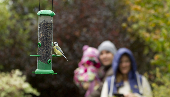 Comptage national Oiseaux des jardins